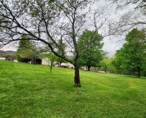 Mowed lawn with a tree on a rolling hillside