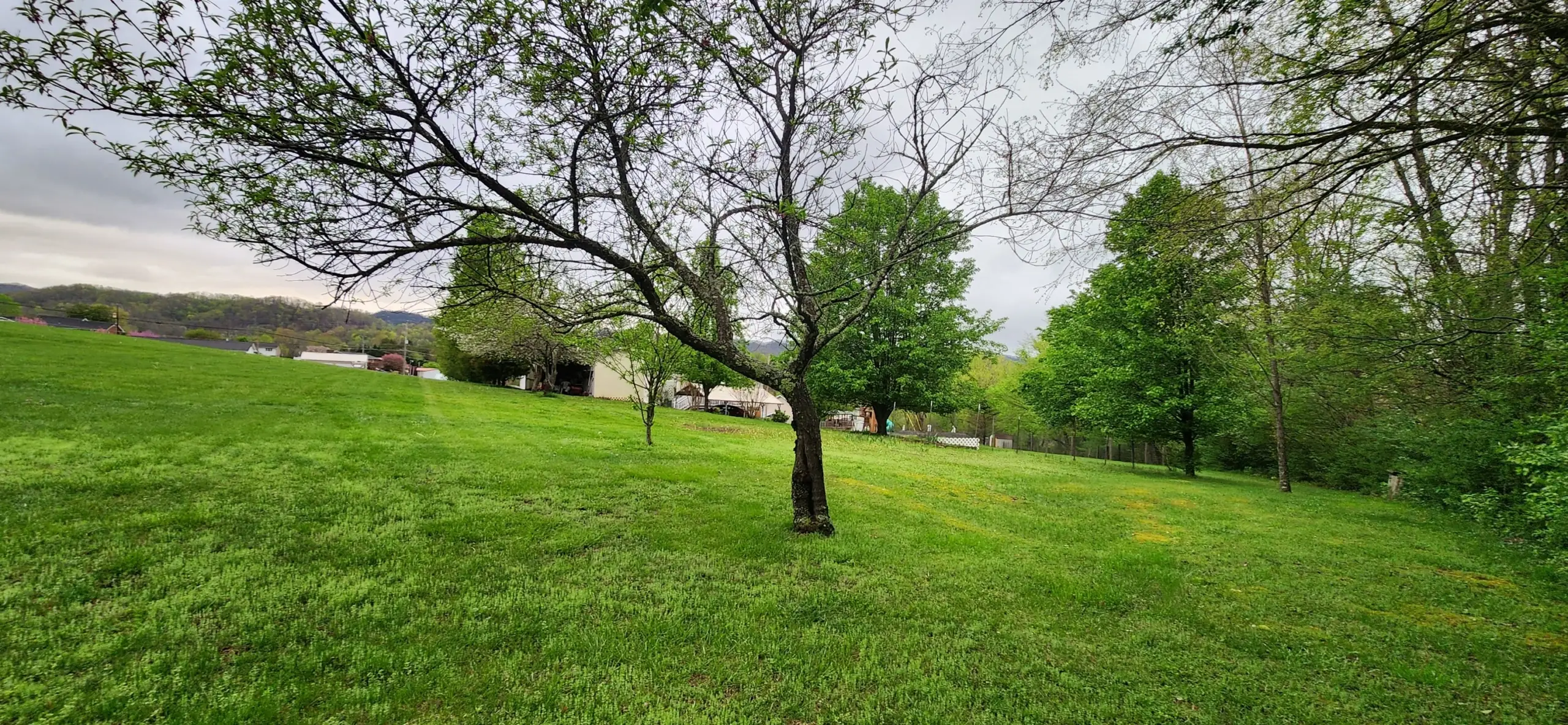Mowed lawn with a tree on a rolling hillside
