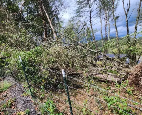 Storm-downed trees on a wire fence awaiting cleanup