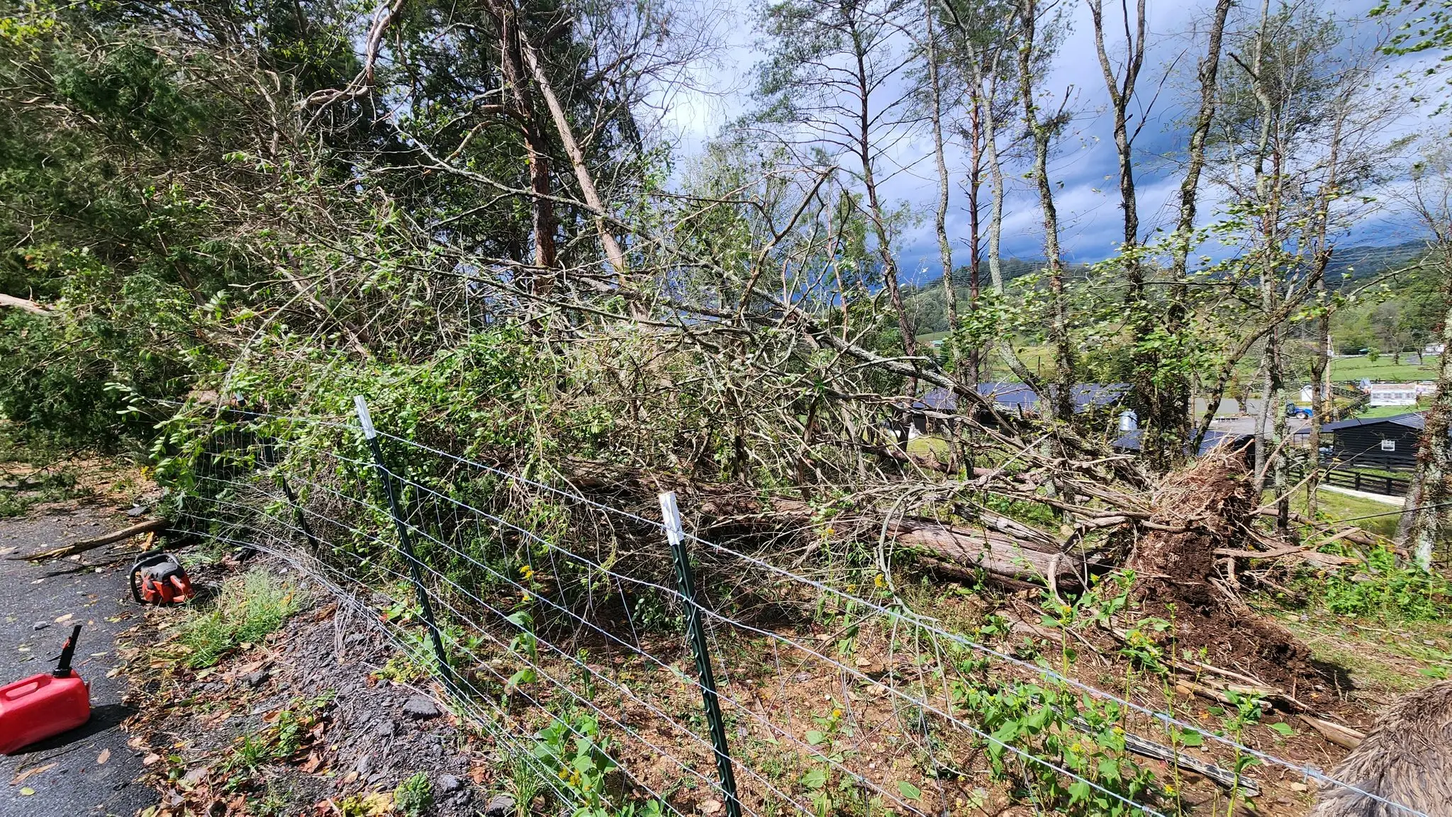 Storm-downed trees on a wire fence awaiting cleanup