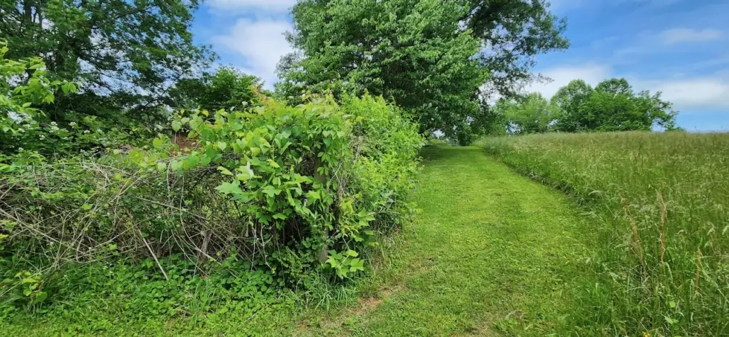 Mowed path through tall grass beside overgrown brush