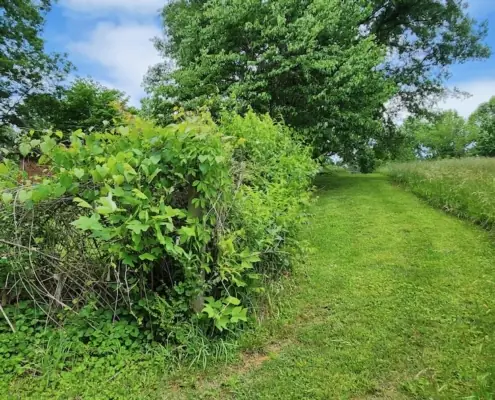Mowed path through tall grass beside overgrown brush