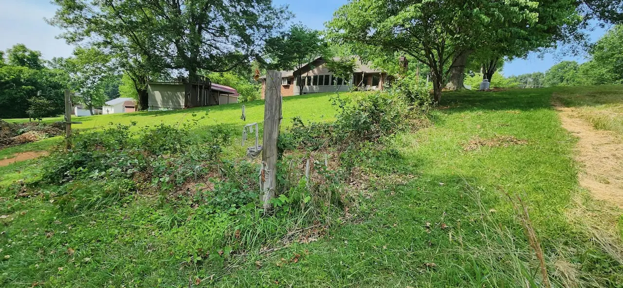 Overgrown fence line and brush beside a yard
