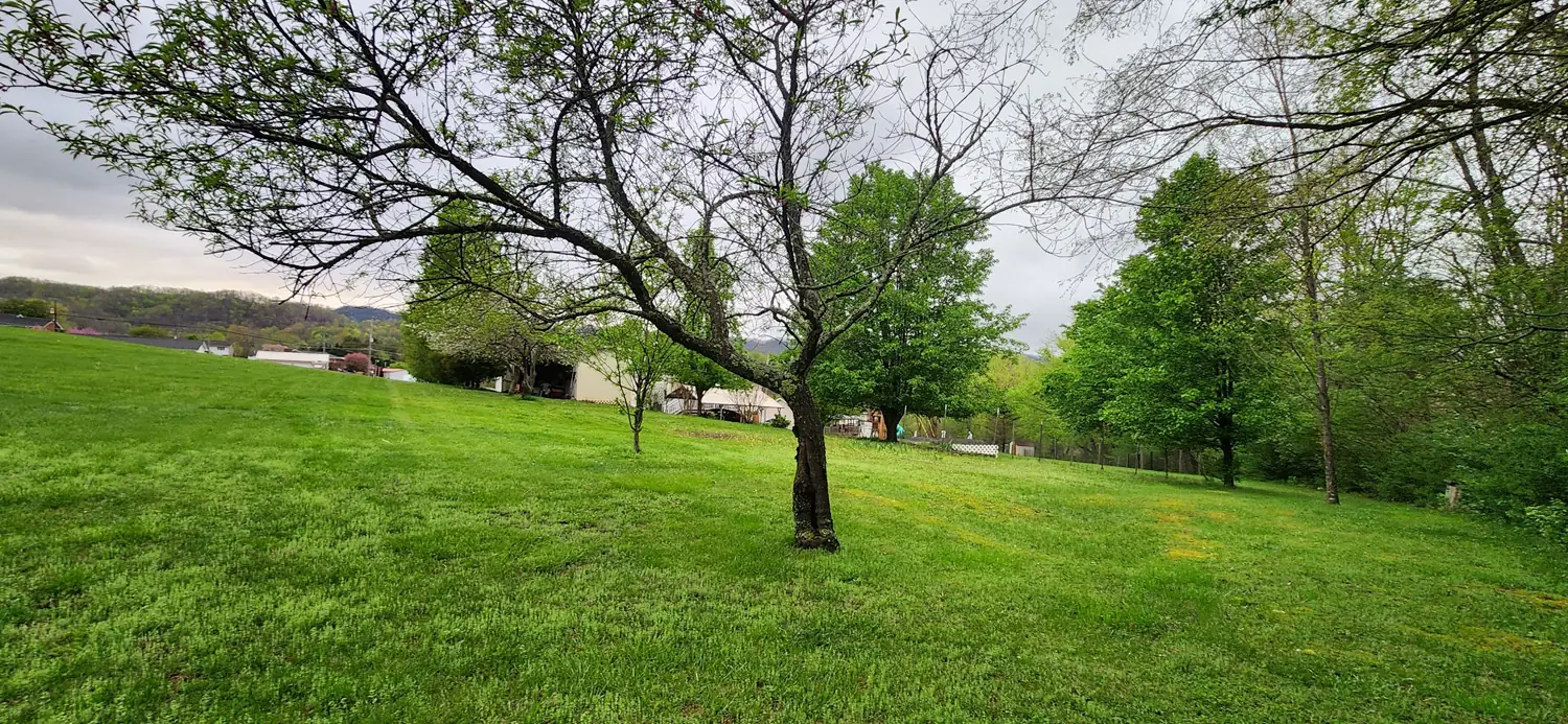 Freshly mowed lawn with a tree on a rolling hillside